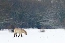 BUITEN BEELD Foto: 199250