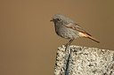 BUITEN BEELD Foto: 201181