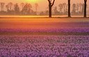 BUITEN BEELD Foto: 201290