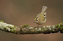 BUITEN BEELD Foto: 201295