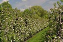 BUITEN BEELD Foto: 201880