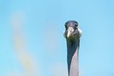 BUITEN BEELD Foto: 202093