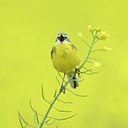 BUITEN BEELD Foto: 202568