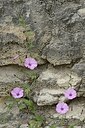 BUITEN BEELD Foto: 203070