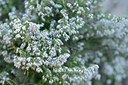 BUITEN BEELD Foto: 203157