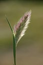 BUITEN BEELD Foto: 203379