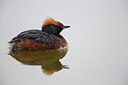 BUITEN BEELD Foto: 203666