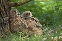 BUITEN BEELD Foto: 204053