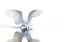 BUITEN BEELD Foto: 204122