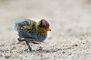 BUITEN BEELD Foto: 204145