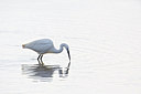 BUITEN BEELD Foto: 204169