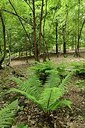 BUITEN BEELD Foto: 204272