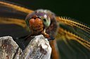 BUITEN BEELD Foto: 204453