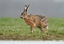 BUITEN BEELD Foto: 204614