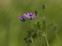 BUITEN BEELD Foto: 204617