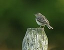BUITEN BEELD Foto: 204799