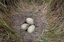 BUITEN BEELD Foto: 204805