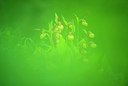BUITEN BEELD Foto: 204923
