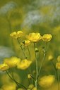 BUITEN BEELD Foto: 205224