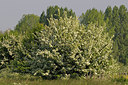 BUITEN BEELD Foto: 205297