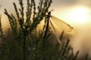BUITEN BEELD Foto: 205686