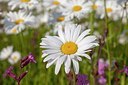 BUITEN BEELD Foto: 205785
