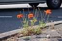 BUITEN BEELD Foto: 206089