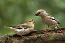 BUITEN BEELD Foto: 206750