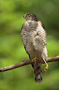 BUITEN BEELD Foto: 206866