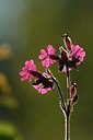 BUITEN BEELD Foto: 206903