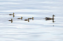 BUITEN BEELD Foto: 206976