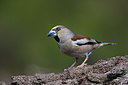 BUITEN BEELD Foto: 207096