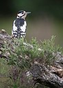 BUITEN BEELD Foto: 207376