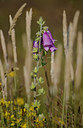 BUITEN BEELD Foto: 207892