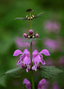 BUITEN BEELD Foto: 207913
