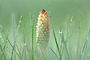 BUITEN BEELD Foto: 208120