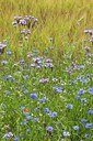 BUITEN BEELD Foto: 208168