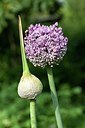 BUITEN BEELD Foto: 208173