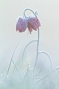 BUITEN BEELD Foto: 208368