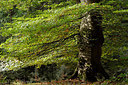 BUITEN BEELD Foto: 208443