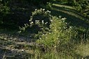 BUITEN BEELD Foto: 208496