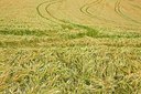 BUITEN BEELD Foto: 208813