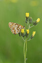 BUITEN BEELD Foto: 208853