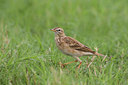 BUITEN BEELD Foto: 20265