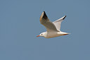 BUITEN BEELD Foto: 20276