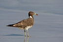 BUITEN BEELD Foto: 20289