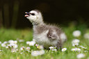 BUITEN BEELD Foto: 20309