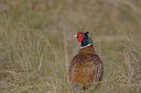 BUITEN BEELD Foto: 20327