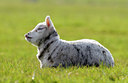 BUITEN BEELD Foto: 20387