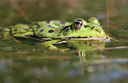 BUITEN BEELD Foto: 20470